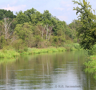 habitat des Wasserzünslers