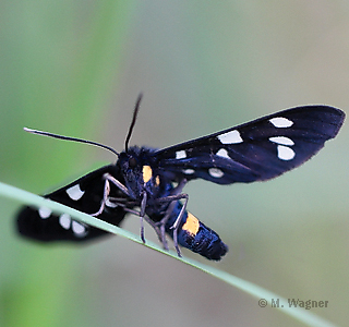 Wei&szlig;fleckwidderchen