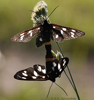 Wei&szlig;fleckwidderchen Paarung