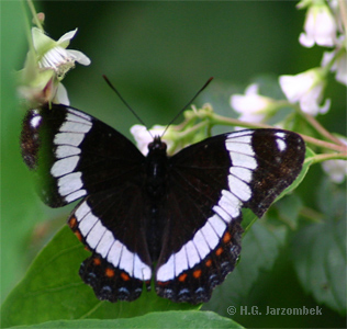 White-Admiral