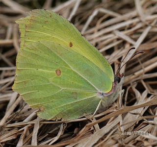 zitronenfalter auf welkem Gras