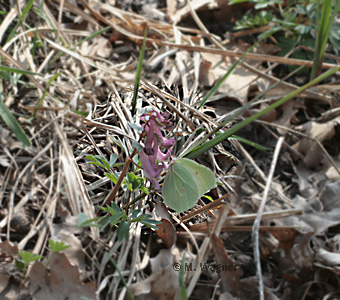 weibchen am lerchensporn