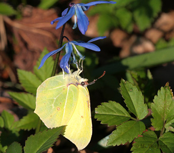 an blaustern