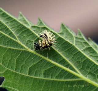 raupe des C-Falters