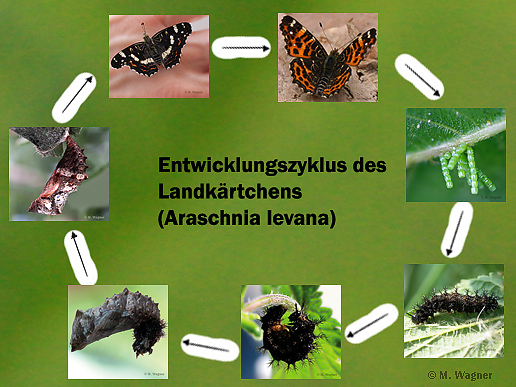 entwicklungszyklus landkärtchen