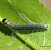 Apotomis turbidana