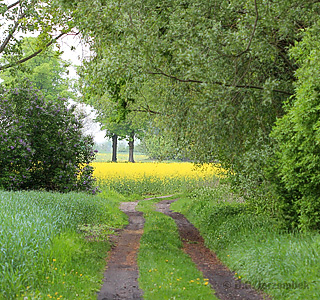 kiekebusch feldrand