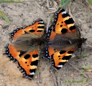 kleiner-fuchs-flirt