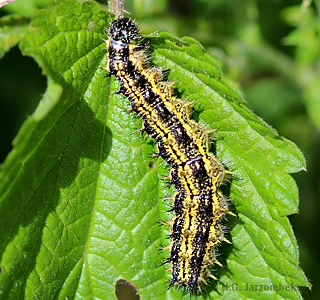 raupe des kleinen fuchs