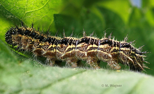 raupe des kleinen fuchs