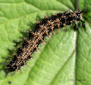 Lankärtchen Raupe dorsal