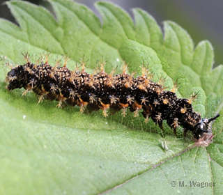 landkaertchen raupe ventral