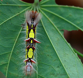 Blauer Morphofalter Raupe