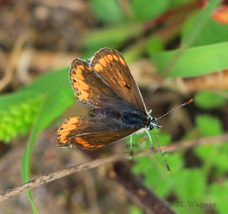 Aricia agestis