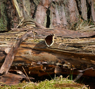 trauermantel-radeberge-paetz