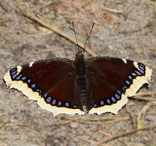 trauermantel-störitzsee-2015