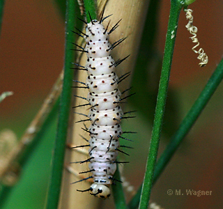 raupe des zebrafalters