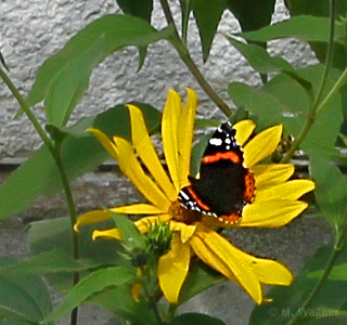 Admiral an Rudbeckie