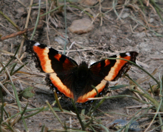 Aglais milberti     Milbert's Tortoiseshell