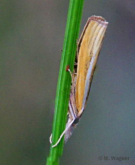 Agriphila-tristella-am_grashalm