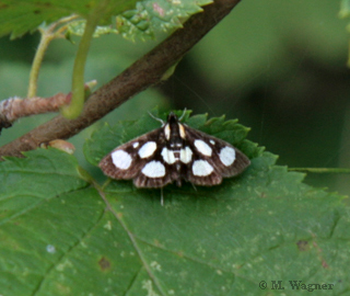 Anania-funebris  Schwarzweißer Fleckenzünsler