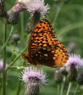 Atlantis Fritillary   Speyeria atlantis