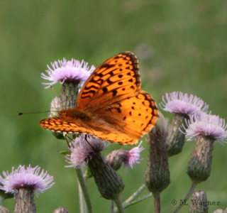 Atlantis Fritillary   Speyeria atlantis