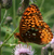 Cisseps-fulvicollis  Atlantis Fritillary