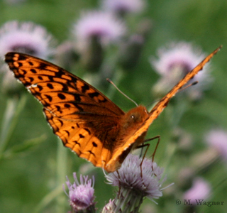 Atlantis Fritillary