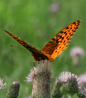 Atlantis-Fritillary_Flockenblume