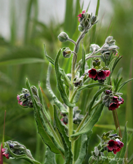 Gewöhnliche Hundszunge Cynoglossum-officinale