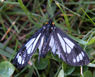 Gnophaela Vermiculata   Police-Car Moth