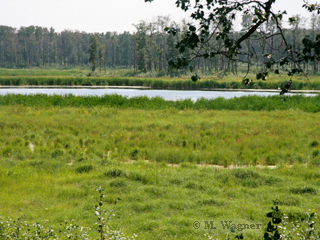 Habitat von Enodia portlandia
