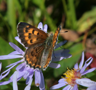 Lycaena-mariposa-lateral