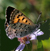 Lycaena mariposa