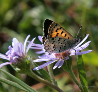 Lycaena-mariposa-lateral