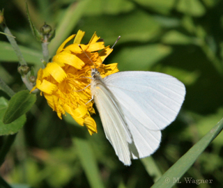 Margined White (Pieris marginalis)