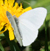 Margined White