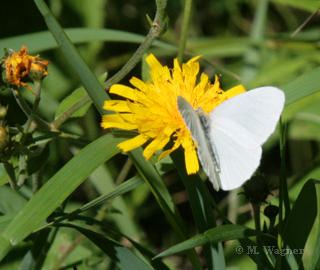 Margined White