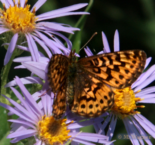 Mormon Fritillary Speyeria mormonia