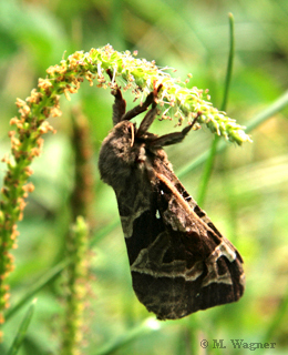 Orange Swift Triodia sylvina