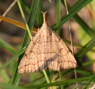 Palpen-Spannereule--Polypogon-tentacularia