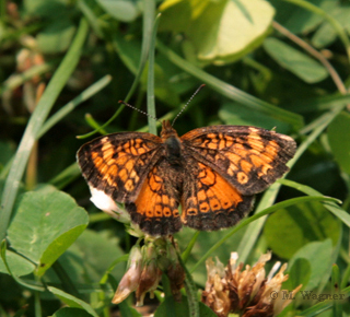 Pearl Crescent (Phyciodes tharos)