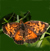 Pearl-Crescent