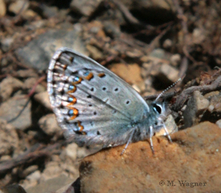 Plebejus-argyrognomon-Kronwickenbläuling