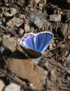 Plebejus argyrognomon-Kronwickenbläuling