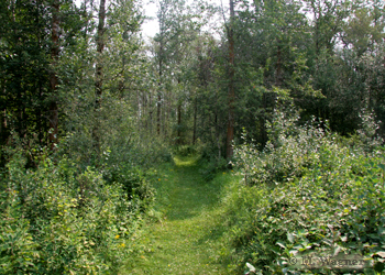 Polygonia-progne-Habitat