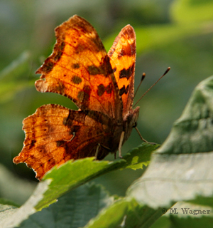 Polygonia progne