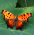 Polygonia progne