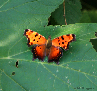 Polygonia progne